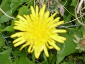 Gul blomst
